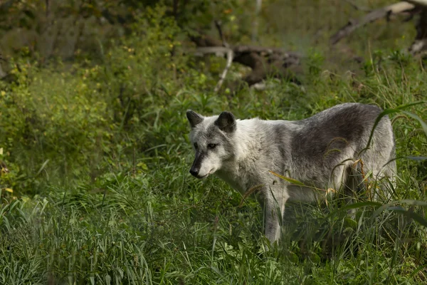 Lobo Maderero Canis Lupus También Conocido Como Lobo Gris Escena —  Fotos de Stock