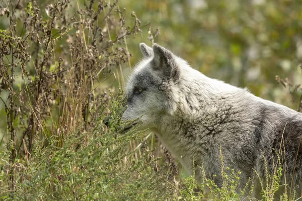 Timber Wolf Canis Lupus Noto Anche Come Lupo Grigio Scena — Foto Stock