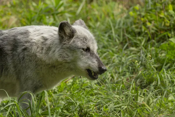 Vlčí Vlk Canis Lupus Známý Také Jako Šedý Vlk Přírodní — Stock fotografie