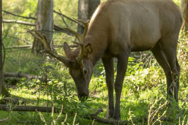 Genç geyik veya wapiti (Cervus canadensis) doğal yaşam. En büyük geyik türü. Kadife kalıntıları ile yeni boynuzları ile genç wapiti.