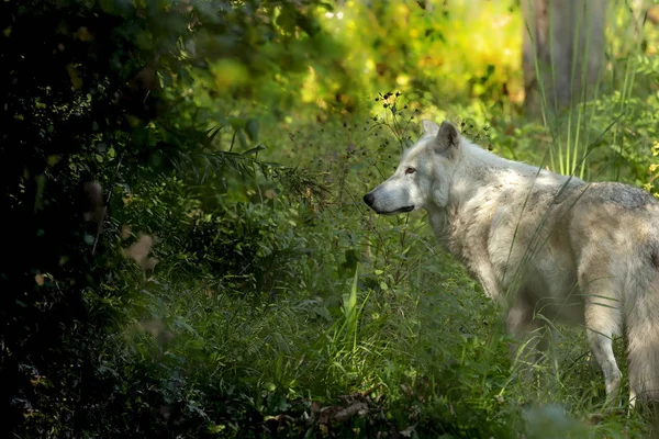 Loup Bois Blanc Canis Lupus Également Connu Sous Nom Loup — Photo