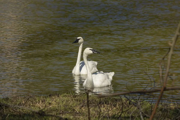 Trumpeter Swan Cygnus Buccinator Lake Beautiful North American Species Swan — Stock Photo, Image