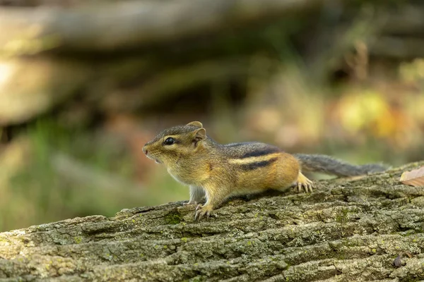 Das Streifenhörnchen Tamias Striatus Auf Alten Baumstämmen Wald — Stockfoto