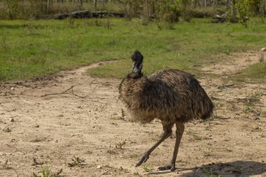 Emu (Dromaius novaehollandiae), Avustralya'nın en büyük yerli kuşu, devekuşunun akrabası. Emus'un her ayağında üç ayak ve devekuşunun her ayağında iki ayak.