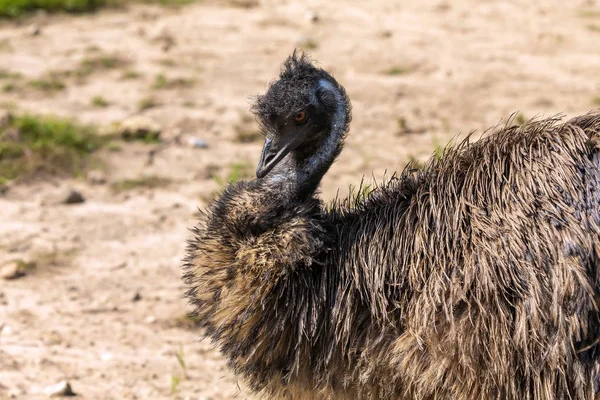 Emu Dromaius Novaehollandiae Australským Největším Rodným Ptákem Poměru Pštroovi Emus — Stock fotografie