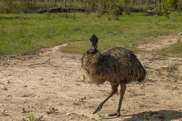 Emu Dromaius Novaehollandiae Maior Ave Nativa Australiana Parente Avestruz Emus — Fotografia de Stock