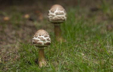 Wisconsin sonbahar ormanında vahşi mantar.