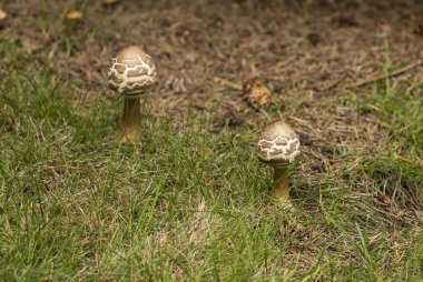 Wisconsin sonbahar ormanında vahşi mantar.