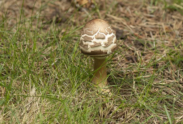 威斯康星州秋天森林中的野生蘑菇 — 图库照片