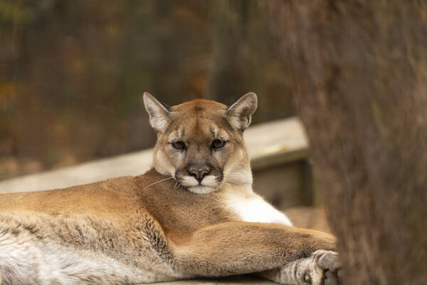 Young  cougar (Puma concolor) ,known as Mountain lion in the ZOO.