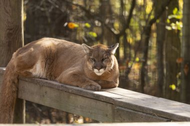 Genç puma (Puma concolor), hayvanat bahçesindeki dağ aslanı olarak bilinir..