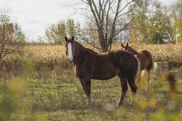 Beautiful Horse Pasture — Stock Photo, Image