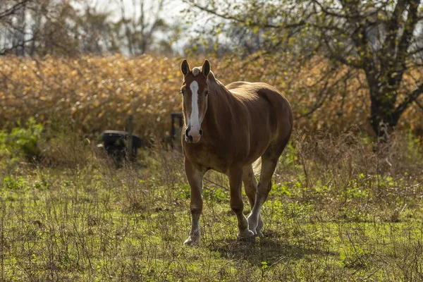 Beautiful Horse Pasture — Stock Photo, Image