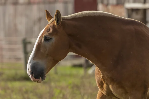 Schönes Pferd Auf Der Weide — Stockfoto