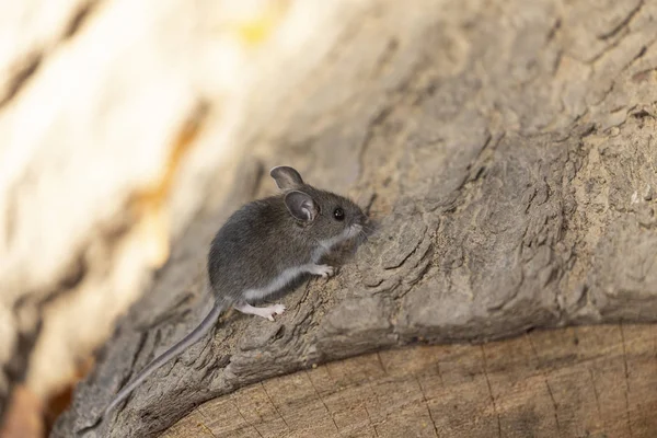 Geyik faresi (Peromyscus maniculatus) Kuzey Amerika yerlisi kemirgen, genellikle Kuzey Amerika geyik faresi olarak adlandırılır.