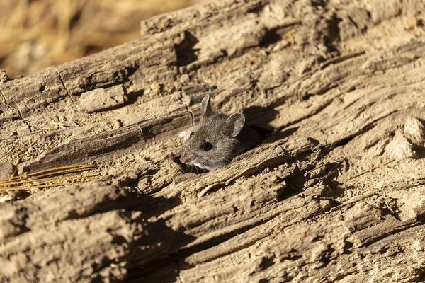 Rådjur Mus Peromyscus Maniculatus Nordamerikanska Inhemska Gnagare Ofta Kallad Nordamerikanska — Stockfoto