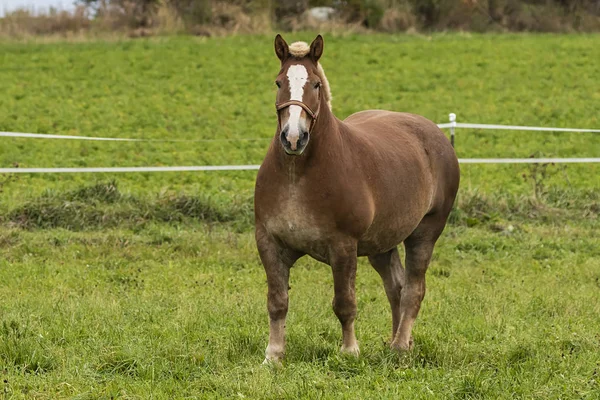 重い負荷を引くために使用される美しい重い草原の馬 — ストック写真