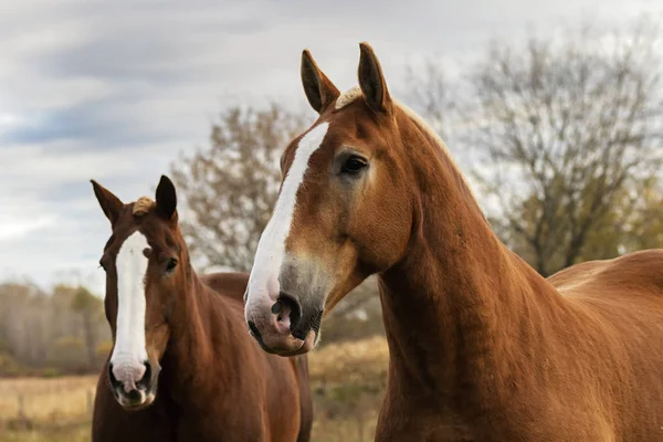 重い負荷を引くために使用される美しい重い草原の馬 — ストック写真