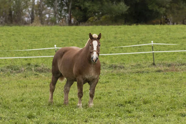 重い負荷を引くために使用される美しい重い草原の馬 — ストック写真