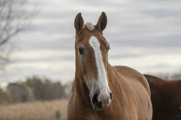 Belo Cavalo Cavalo Pesado Grande Porte Usado Para Puxar Cargas — Fotografia de Stock