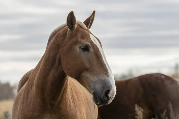 重い負荷を引くために使用される美しい重い草原の馬 — ストック写真