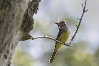 İlkbaharda yuvanın yanında büyük bir sinekkapan
