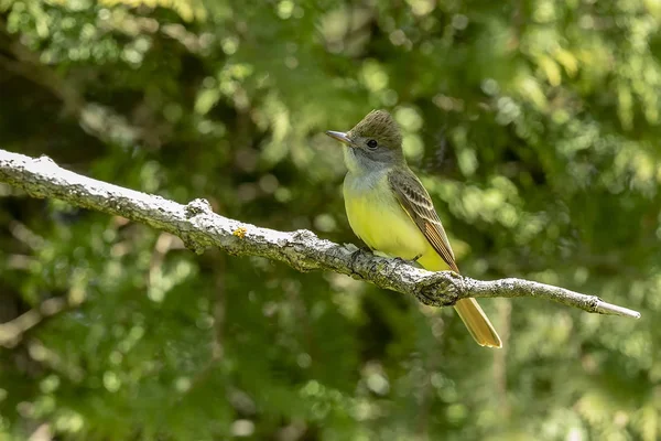 Große Haubenschnäpper Frühjahr Der Nähe Des Nestes — Stockfoto