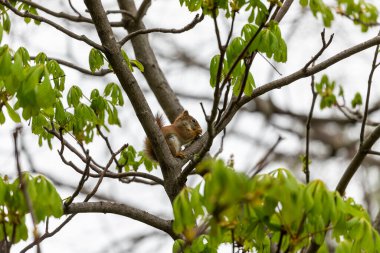 Küçük Amerikan kırmızı sincabı (Tamiasciurus hudsonicus) ceviz çiçeği yer.
