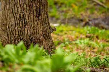 Doğu gri sincap Wisconsin Eyalet Parkı 'nda