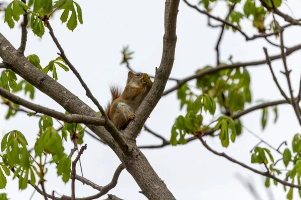Das Kleine Amerikanische Rote Eichhörnchen Tamiasciurus Hudsonicus Frisst Walnussblüten — Stockfoto