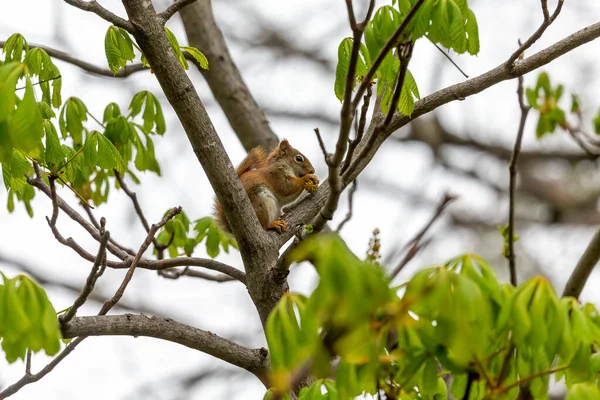 Small American Red Squirrel Tamiasciurus Hudsonicus Eats Walnut Flowers — Stock Photo, Image