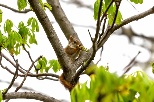 stock image The  small American red squirrel (Tamiasciurus hudsonicus) eats walnut  flowers