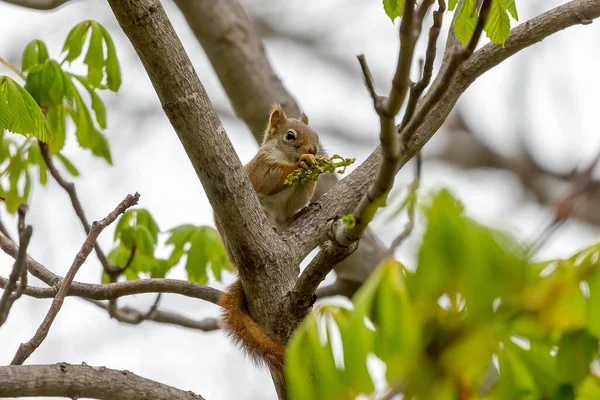 Small American Red Squirrel Tamiasciurus Hudsonicus Eats Walnut Flowers — Stock Photo, Image