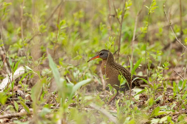 Rai Virginia Rallus Limicola Pájaro Acuático Pequeño Pantano Escena Natural — Foto de Stock