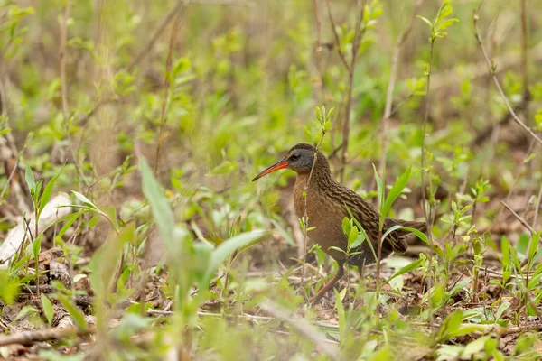 Der Virginia Rai Rallus Limicola Kleiner Wasservogel Sumpfgebiet Natürliche Szene — Stockfoto