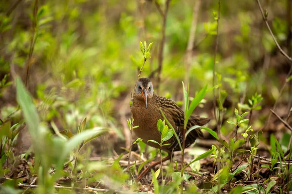 Virginia Rai Rallus Limicola Liten Vattenfågel Kärret Naturen Från Naturskyddsområdet — Stockfoto