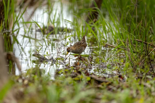 Die Sora Porzana Carolina Kleiner Wasservogel Sumpfvegetation — Stockfoto