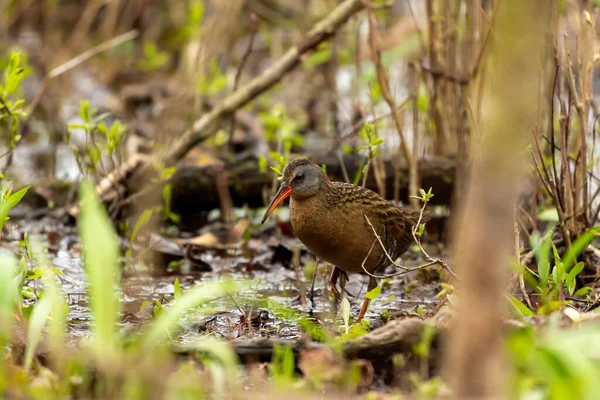 Rai Virgínia Rallus Kennecola Pássaro Aquático Pequeno Pântano Cena Natural — Fotografia de Stock