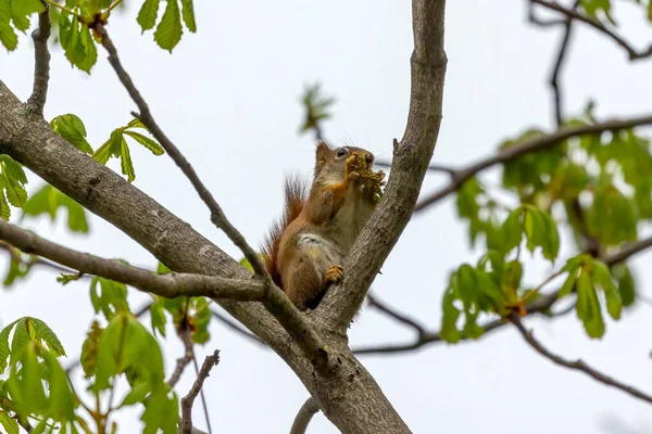 Small American Red Squirrel Tamiasciurus Hudsonicus Eats Walnut Flowers Royalty Free Stock Images