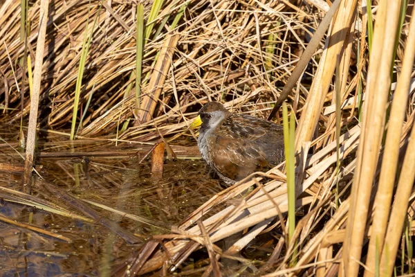 Die Sora Porzana Carolina Kleiner Wasservogel Auf Nahrungssuche Sumpfvegetation — Stockfoto