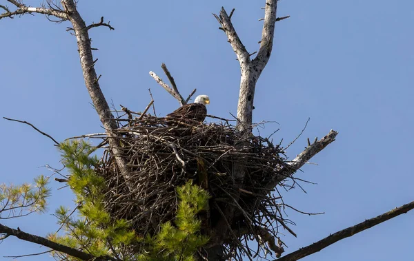 Weißkopfseeadler Auf Dem Nest — Stockfoto