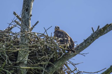 Yuvadaki genç kel kartal. Wisconsin Eyalet Parkı 'ndan doğal manzara.