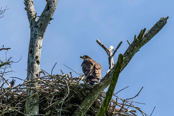 Uma Jovem Águia Careca Ninho Cena Natural Parque Estadual Wisconsin — Fotografia de Stock