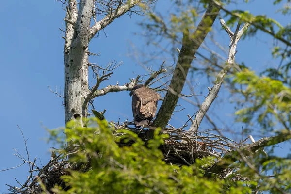 Νεαρός Φαλακρός Αετός Στη Φωλιά Φυσική Σκηνή Από Πάρκο Wisconsin — Φωτογραφία Αρχείου