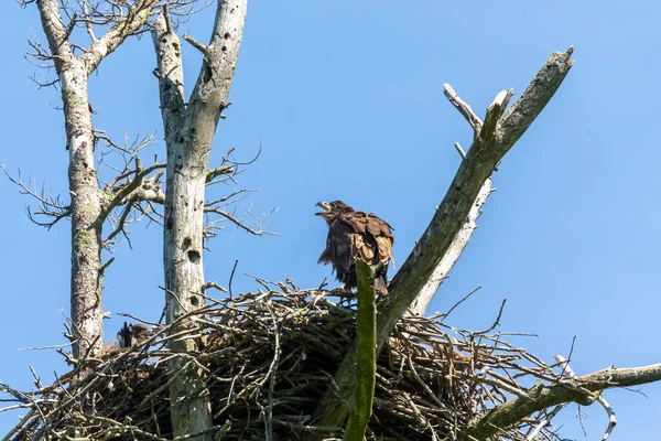 Young bald eagle on the nest. Natural scene from Wisconsin state park.