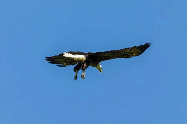 Female Bald Eagle in flight