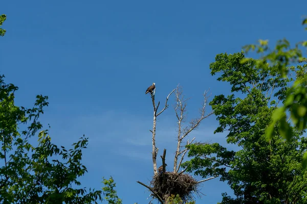 Ninho Águia Calva Com Jovens Cena Natural Parque Estadual Wisconsin — Fotografia de Stock