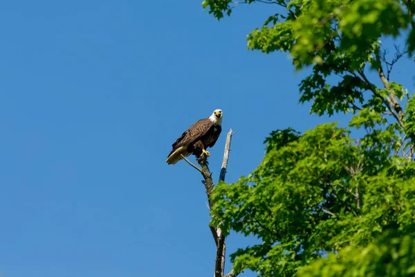 Águila Calva Hembra Sentada Cerca Del Nido — Foto de Stock