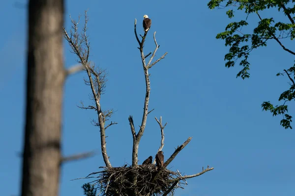 Ninho Águia Calva Com Jovens Cena Natural Parque Estadual Wisconsin — Fotografia de Stock