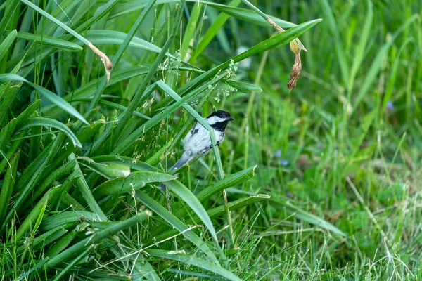 Chickadee Con Gorra Negra Buscando Comida Para Youngs — Foto de Stock